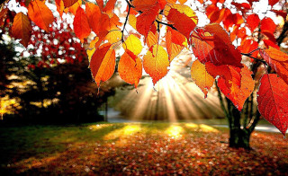 Red leaves sunlight tree branches - branch free wallpaper