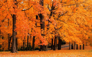 Park bench forest autumn leaves - the middle of a forest free wallpaper