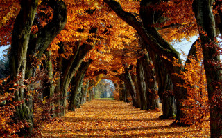 Autumn leaves pathway park trees 2 - fall free wallpaper