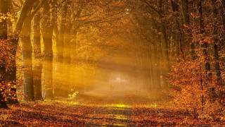 Forest road trees leaves light - the ground and a light free wallpaper