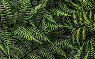 Green bush bird leaves nature - a green plant free wallpaper