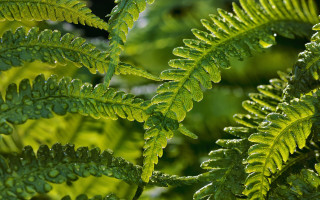 Close up green plant water 4 - a green plant free wallpaper