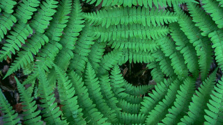 Close up green plant leaves 3 - lot of leaves free wallpaper