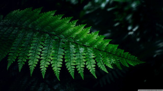Green leaf macro forest nature - a green leaf free wallpaper
