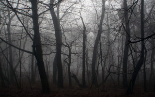 Foggy forest trees leaves bench - dark atmosphere free wallpaper