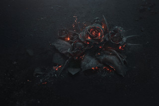 Flowers ground dark night time - the dark night time free wallpaper