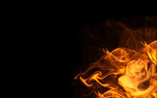 Glowing rose yellow smoke black - a rose free wallpaper