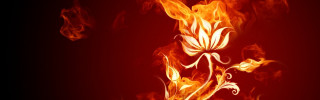 Red yellow fire flower black - alison kinnaird free wallpaper