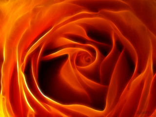 Red yellow rose closeup black - alison kinnaird free wallpaper
