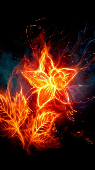 Fire flower bright orange red - against a black background free wallpaper