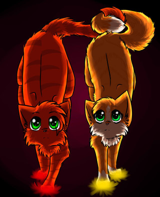 Cats standing black background red - a couple of cats free wallpaper