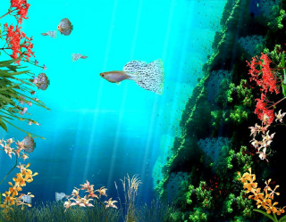 Marine life reef underwater erin - coral free wallpaper
