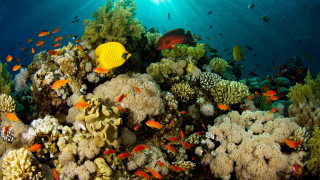 Fish coral reef ocean sunlight - a large group of fish swimming over a coral reef in the ocean free wallpaper