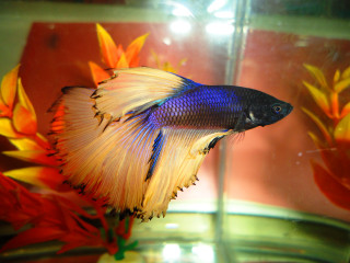 Fish bowl water flowers background - a fish free wallpaper