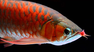 Orange white striped fish amano - lostfish free wallpaper