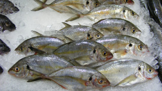 Fish ice cubes pile table - carpoforo tencalla free wallpaper