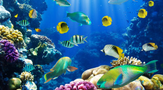 Large aquarium different fish sunbeam - a sunbeam in the background free wallpaper