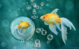 Goldfish bowl bubbles green background - a storybook illustration free wallpaper for desktop