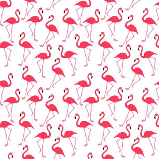 Flamingos flock standing white background - bird free wallpaper