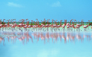 Flamingos lake water sky shore - ecological art free wallpaper