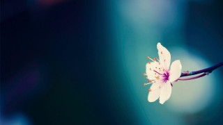 Flower branch blurry background image - a branch free wallpaper