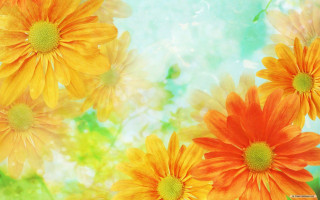 Orange yellow flowers green blue - a blue sky in the background free wallpaper for desktop