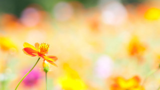 Field of flowers blurry background 2 - a field of flowers free wallpaper