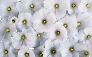 White flowers green centers white - a few white flower free wallpaper