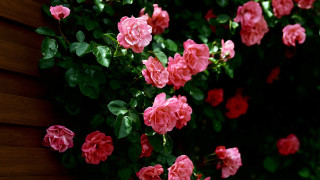 Pink flowers green leaves wooden - a window in the background free wallpaper