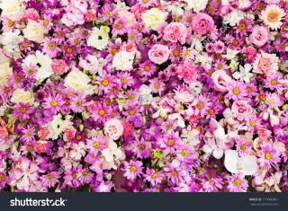 Pink white flowers pink centers - the petal free wallpaper