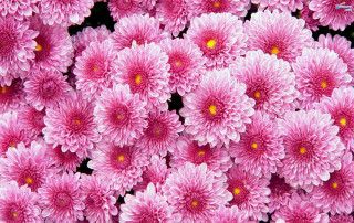 Pink flower bouquet closeup black - yellow center free wallpaper