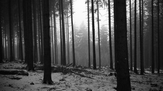 Forest tall trees snow fog - tall tree free wallpaper