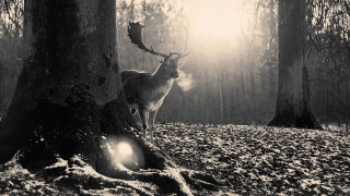 Deer forest light snow trees - the middle of a forest free wallpaper