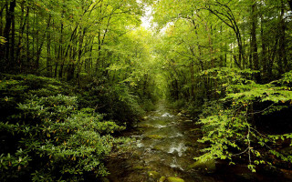 Lush green forest stream path - the center of the picture free wallpaper