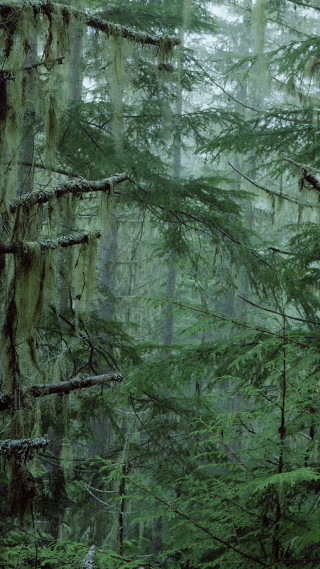 Tall green trees mossy forest - tall free wallpaper