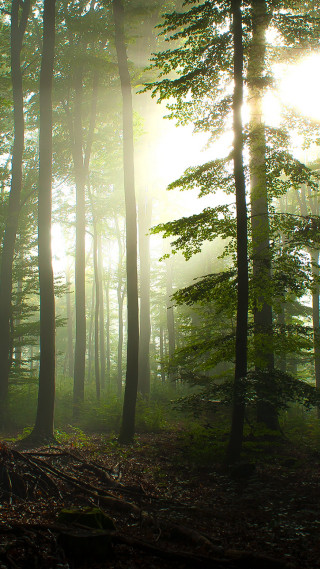 Forest bench trees foggy daylight - free forest wallpaper
