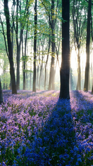 Purple flowers sunlight forest trees - impressionist free wallpaper