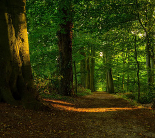 Forest path bench vines nature - arie smit free wallpaper
