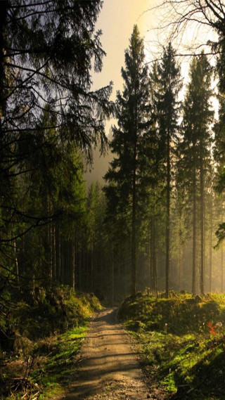 Dirt road forest trees sunbeam - free forest wallpaper