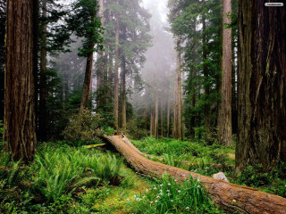 Fallen tree forest fog log - free forest wallpaper
