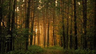 Forest path trees nature trail - the top of the trees free wallpaper