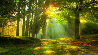 Sunbeam forest trees grass sunlight 3 - sunlight free wallpaper