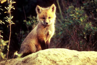 Small fox sitting rock woods - david young cameron free wallpaper