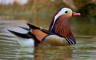 Colorful duck swimming water background - animal free wallpaper