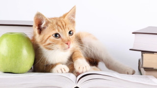 Cat sitting book apple table - manga free wallpaper