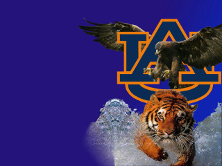Tiger bird letter a blue - the letter free wallpaper