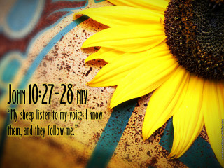 Sunflower bible verse background blue - a bible verse free wallpaper
