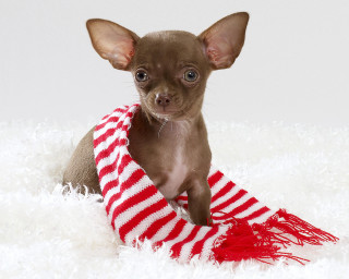 Small dog curious on blanket - a curious look free wallpaper