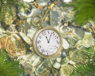 Clock rock forest green leaves - a forest free wallpaper