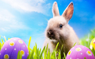 Rabbit sitting grass eggs blue - a blue sky behind free wallpaper